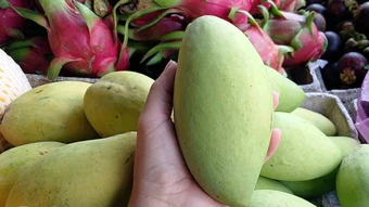 Giá xoài cát Hòa Lộc tăng gấp đôi sau ba tháng