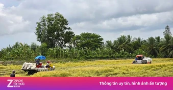 'Giải cứu' lúa: Gọi 20 doanh nghiệp may ra có 10 nơi nghe máy