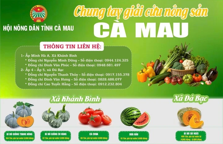 Hàng trăm tấn bí đỏ quá lứa chờ thu hoạch, Hội Nông dân Cà Mau kêu gọi giải cứu Hàng trăm tấn bí đỏ quá lứa chờ thu hoạch, Hội Nông dân Cà Mau kêu gọi giải cứu