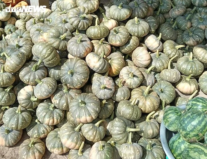 Hàng trăm tấn bí đỏ quá lứa chờ thu hoạch, Hội Nông dân Cà Mau kêu gọi giải cứu Hàng trăm tấn bí đỏ quá lứa chờ thu hoạch, Hội Nông dân Cà Mau kêu gọi giải cứu