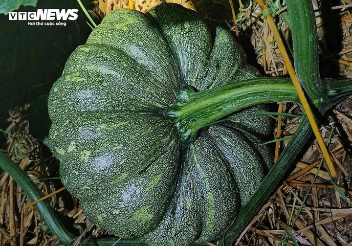 Hàng trăm tấn bí đỏ quá lứa chờ thu hoạch, Hội Nông dân Cà Mau kêu gọi giải cứu Hàng trăm tấn bí đỏ quá lứa chờ thu hoạch, Hội Nông dân Cà Mau kêu gọi giải cứu