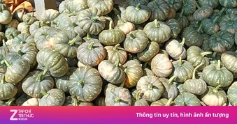 Hàng trăm tấn bí đỏ quá lứa, Hội Nông dân Cà Mau kêu gọi giải cứu