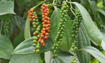 Hạt tiêu Việt 'độc chiếm' thị trường Thái Lan