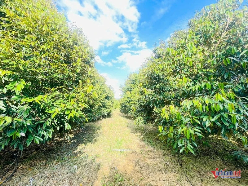 Hồi sinh 18ha 'đất chết' thành vườn sầu riêng, doanh thu gần chục tỷ đồng Hồi sinh 18ha 'đất chết' thành vườn sầu riêng, doanh thu gần chục tỷ đồng