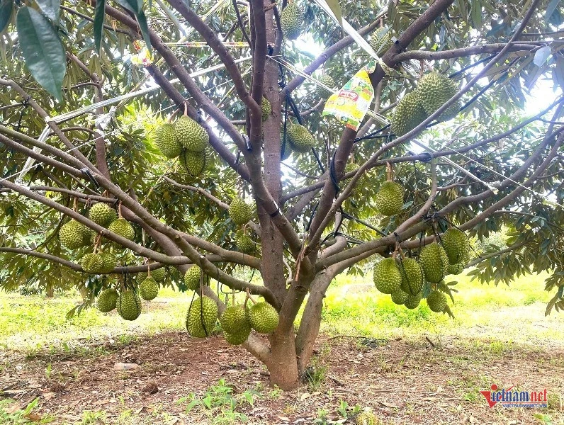 Hồi sinh 18ha 'đất chết' thành vườn sầu riêng, doanh thu gần chục tỷ đồng Hồi sinh 18ha 'đất chết' thành vườn sầu riêng, doanh thu gần chục tỷ đồng
