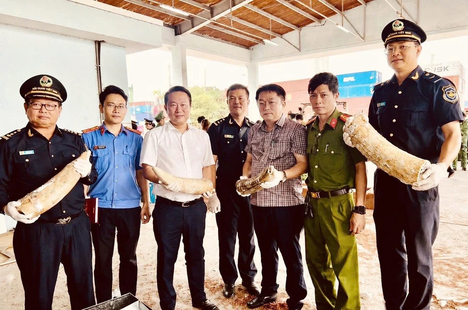 Hơn 1,2 tấn ngà voi, xương động vật giấu trong 3 container gỗ từ châu Phi Hơn 1,2 tấn ngà voi, xương động vật giấu trong 3 container gỗ từ châu Phi