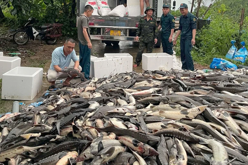 Hơn 10.000 con cá tầm bị lũ cuốn trôi ở Quảng Ninh, người dân kêu gọi 'giải cứu' Hơn 10.000 con cá tầm bị lũ cuốn trôi ở Quảng Ninh, người dân kêu gọi 'giải cứu'