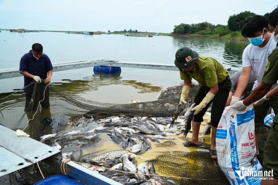 Kết quả xét nghiệm hơn 200 tấn cá chết hồ Trị An: Oxy giảm sâu, amoni vượt chuẩn Kết quả xét nghiệm hơn 200 tấn cá chết hồ Trị An: Oxy giảm sâu, amoni vượt chuẩn