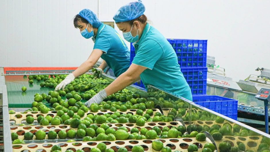 Khách Hàn 'sốc' với một loại quả bán đầy chợ Việt chỉ vì: "Ở Hàn là 200.000 đồng 1 cân" Khách Hàn 'sốc' với một loại quả bán đầy chợ Việt chỉ vì: "Ở Hàn là 200.000 đồng 1 cân"