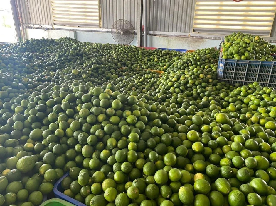 Khách Hàn 'sốc' với một loại quả bán đầy chợ Việt chỉ vì: "Ở Hàn là 200.000 đồng 1 cân" Khách Hàn 'sốc' với một loại quả bán đầy chợ Việt chỉ vì: "Ở Hàn là 200.000 đồng 1 cân"