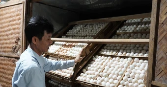 Khởi nghiệp từ vài trăm con vịt, nông dân Quảng Trị thu gần 1 tỷ đồng mỗi năm