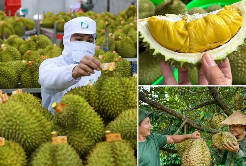 Không mở rộng diện tích sầu riêng; tập trung nâng cao chất lượng Không mở rộng diện tích sầu riêng; tập trung nâng cao chất lượng