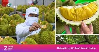 Không mở rộng diện tích sầu riêng; tập trung nâng cao chất lượng