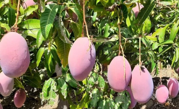 Không phải sầu riêng, Thái Lan lo mất trắng một loại trái cây do lũ lụt: Cây mới cần 4-5 năm mới cho quả, Việt Nam đang sở hữu hơn 100.000 ha