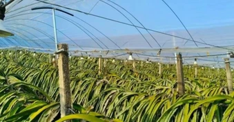 Không phải sầu riêng, Trung Quốc than khó với loại trái cây Việt Nam đang sản xuất đứng đầu thế giới: Giá chạm đáy 18.000 đồng/kg