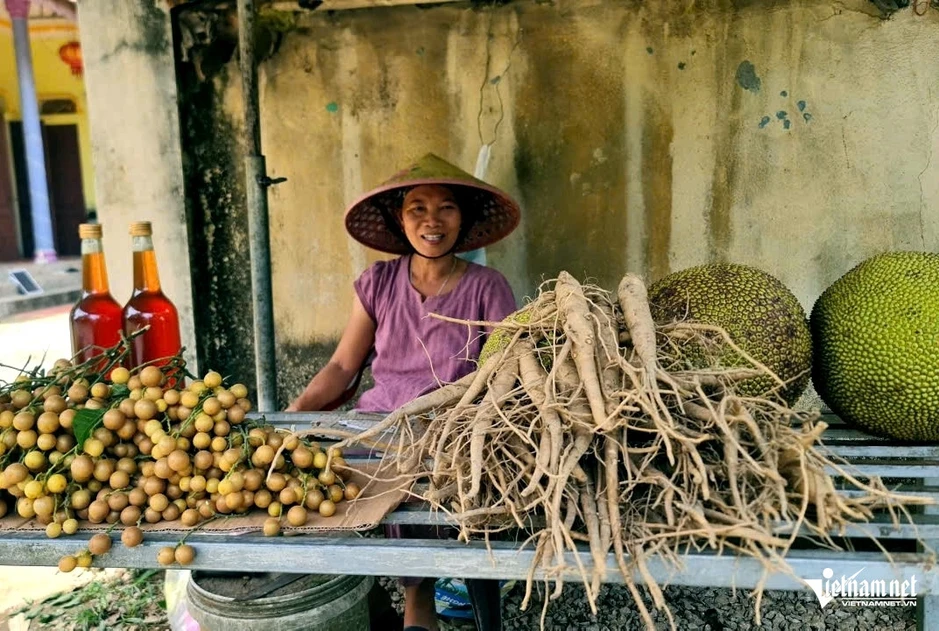 Không tốn tiền giống, người dân Thanh Hóa thu hàng chục triệu từ cây 'tiến vua' Không tốn tiền giống, người dân Thanh Hóa thu hàng chục triệu từ cây 'tiến vua'