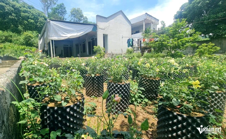 Không tốn tiền giống, người dân Thanh Hóa thu hàng chục triệu từ cây 'tiến vua' Không tốn tiền giống, người dân Thanh Hóa thu hàng chục triệu từ cây 'tiến vua'
