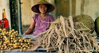 Không tốn tiền giống, người dân Thanh Hóa thu hàng chục triệu từ cây 'tiến vua'