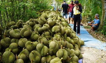 Kim ngạch xuất khẩu sầu riêng tăng vọt
