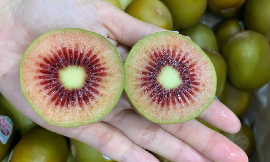 Kiwi ruột đỏ New Zealand 350.000 đồng một kg vẫn hút khách Kiwi ruột đỏ New Zealand 350.000 đồng một kg vẫn hút khách
