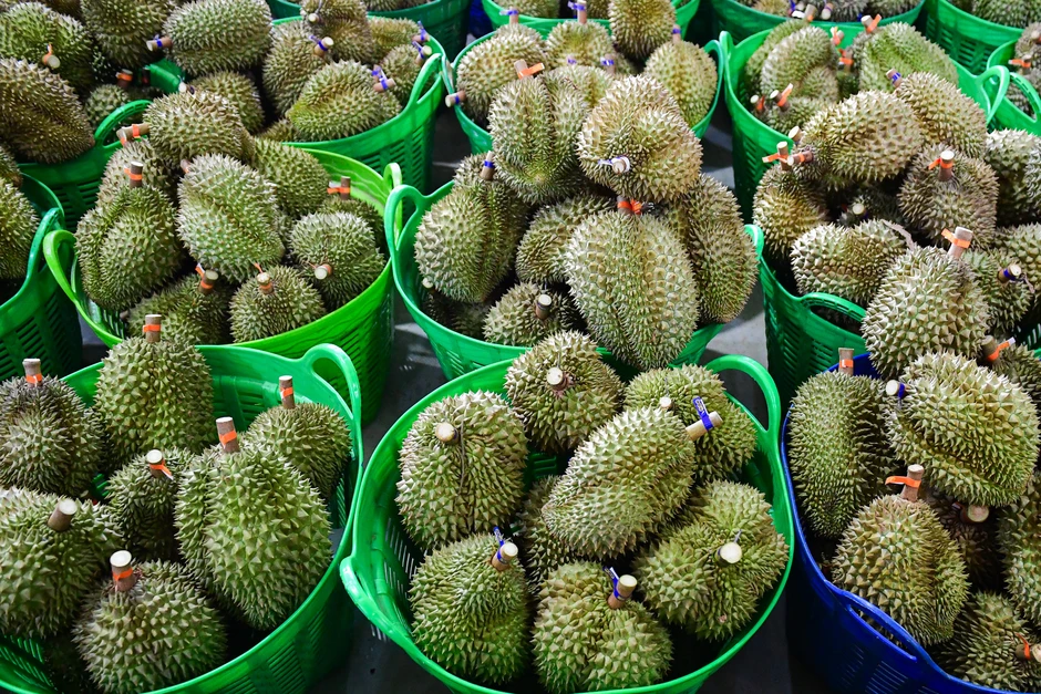 Lâm Đồng thu hồi loạt mã số vùng trồng sầu riêng xuất khẩu sang Trung Quốc Lâm Đồng thu hồi loạt mã số vùng trồng sầu riêng xuất khẩu sang Trung Quốc