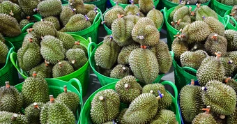 Lâm Đồng thu hồi loạt mã số vùng trồng sầu riêng xuất khẩu sang Trung Quốc