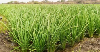 Láng giềng Việt Nam mang một giống lúa ‘thần kỳ’ sang châu Phi gây sốt: Năng suất tăng gấp 3 lần, mỗi ha thu về 8 tấn lúa