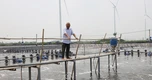 Lão nông miền Tây liều chuyển đất lúa phèn sang nuôi tôm, mỗi năm kiếm tiền tỷ