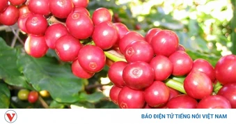 Lễ hội cà phê Việt Nam tại Singapore diễn ra vào ngày 26/6/2026