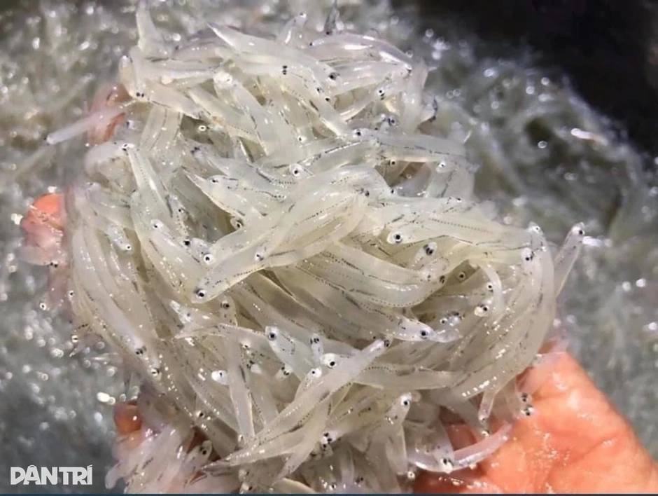 Loại cá nhỏ xíu nhiều dưỡng chất, bán giá "mềm" ở chợ Loại cá nhỏ xíu nhiều dưỡng chất, bán giá "mềm" ở chợ