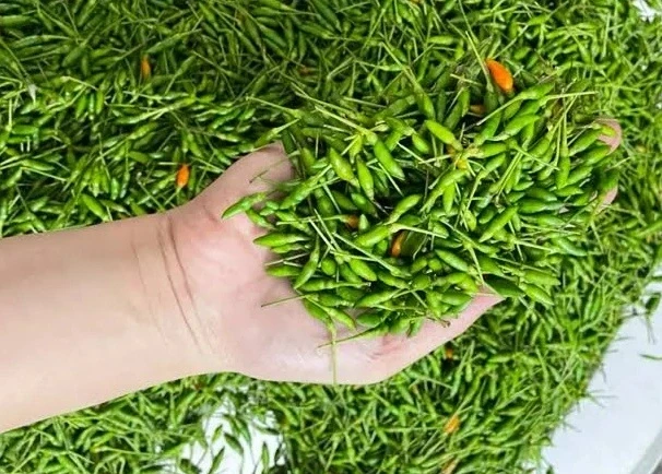 Loại ớt xanh vùng cao có vị đặc biệt, giá đắt ngang cá hồi Loại ớt xanh vùng cao có vị đặc biệt, giá đắt ngang cá hồi