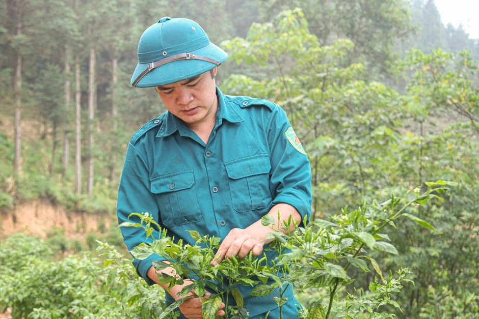 Loại ớt xanh vùng cao có vị đặc biệt, giá đắt ngang cá hồi Loại ớt xanh vùng cao có vị đặc biệt, giá đắt ngang cá hồi