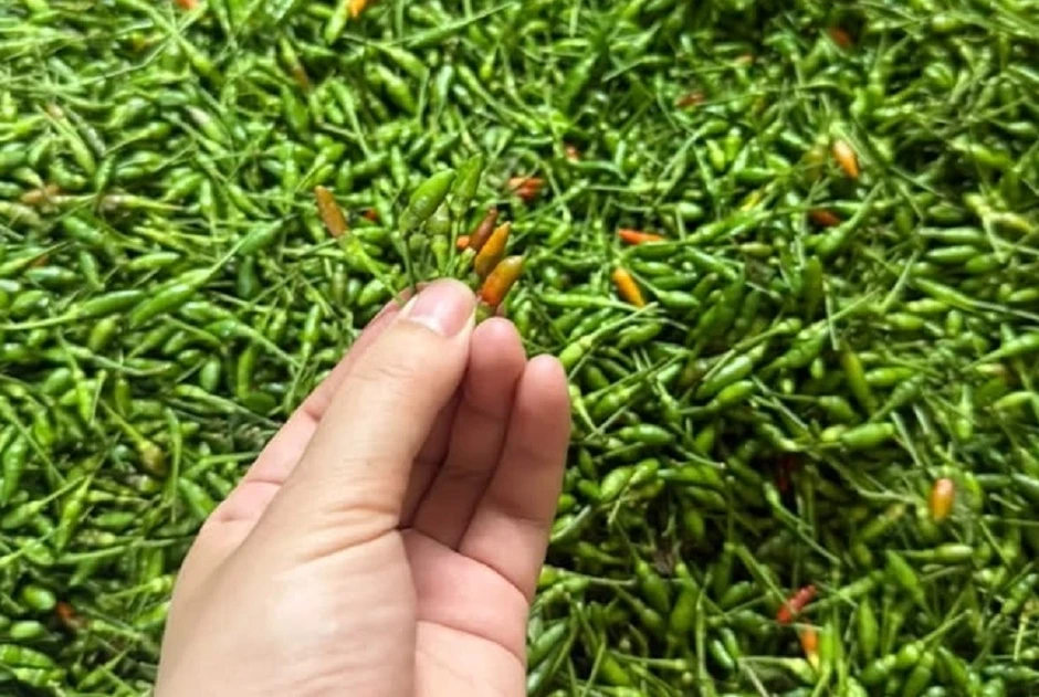 Loại ớt xanh vùng cao có vị đặc biệt, giá đắt ngang cá hồi Loại ớt xanh vùng cao có vị đặc biệt, giá đắt ngang cá hồi