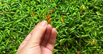 Loại ớt xanh vùng cao có vị đặc biệt, giá đắt ngang cá hồi