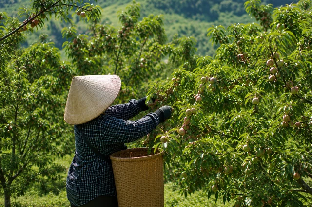 Loại quả bán đầy chợ Việt sang Mỹ thành hàng đắt đỏ: Có nơi giá chạm mốc 700.000 đồng/kg, ai cũng ngỡ ngàng Loại quả bán đầy chợ Việt sang Mỹ thành hàng đắt đỏ: Có nơi giá chạm mốc 700.000 đồng/kg, ai cũng ngỡ ngàng