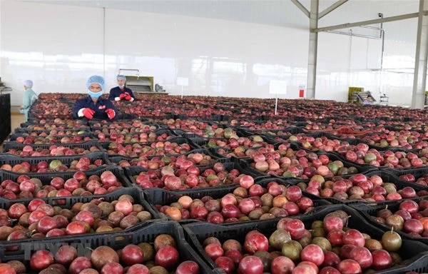 Loại quả "lọc" mỡ máu cực tốt, bán đầy chợ Việt giá chỉ từ 25.000 đồng/kg: EU ưa chuộng, xuất khẩu thu về hơn 116 triệu USD Loại quả "lọc" mỡ máu cực tốt, bán đầy chợ Việt giá chỉ từ 25.000 đồng/kg: EU ưa chuộng, xuất khẩu thu về hơn 116 triệu USD