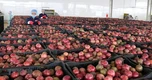 Loại quả "lọc" mỡ máu cực tốt, bán đầy chợ Việt giá chỉ từ 25.000 đồng/kg: EU ưa chuộng, xuất khẩu thu về hơn 116 triệu USD