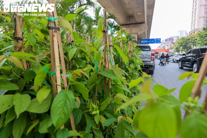 Loạt trụ cầu đường sắt, cầu vượt ở Hà Nội bắt đầu được phủ xanh Loạt trụ cầu đường sắt, cầu vượt ở Hà Nội bắt đầu được phủ xanh