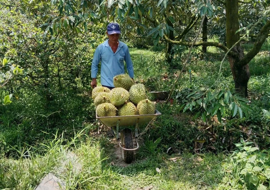 Lý do sầu riêng càng ngày càng rẻ Lý do sầu riêng càng ngày càng rẻ