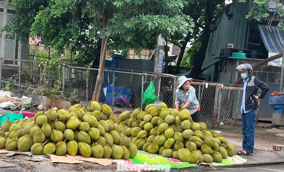 Lý do sầu riêng càng ngày càng rẻ Lý do sầu riêng càng ngày càng rẻ