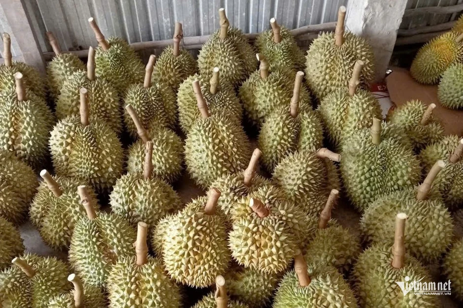 Mở cửa đón khách, chủ vườn ở An Giang bán sầu riêng giá gấp 3 lần thị trường Mở cửa đón khách, chủ vườn ở An Giang bán sầu riêng giá gấp 3 lần thị trường