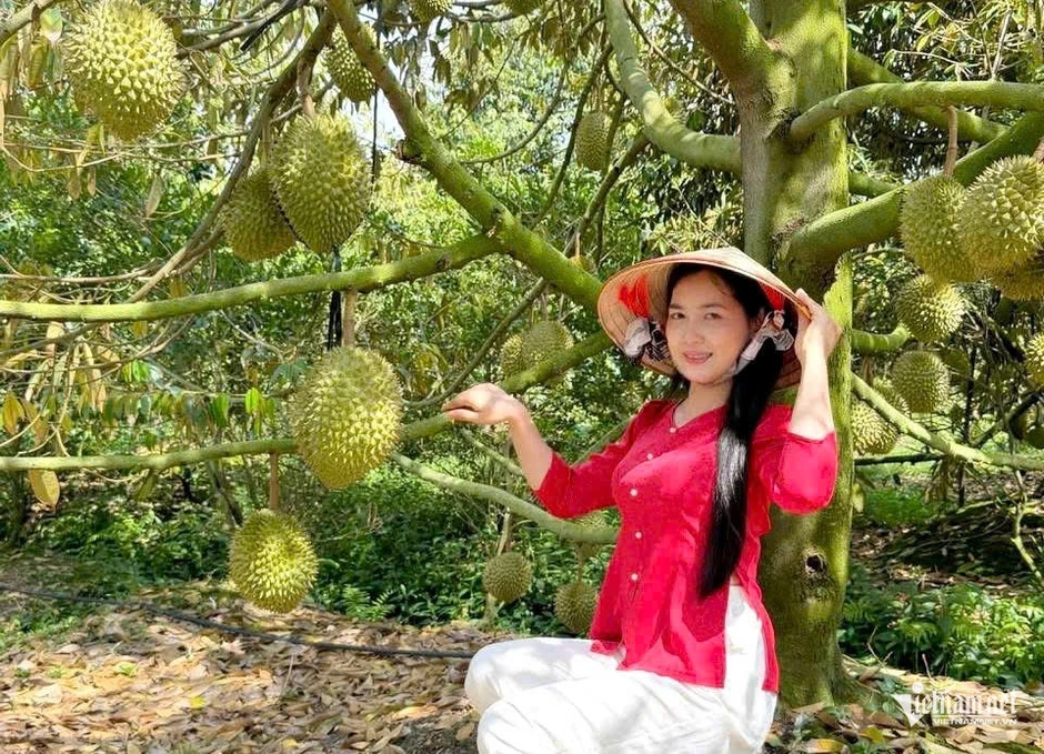 Mở cửa đón khách, chủ vườn ở An Giang bán sầu riêng giá gấp 3 lần thị trường Mở cửa đón khách, chủ vườn ở An Giang bán sầu riêng giá gấp 3 lần thị trường