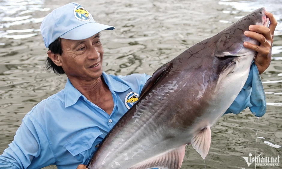 Một loài cá của Việt Nam được 'ông lớn' Nhật chú ý, vào chuỗi 550 nhà hàng sushi Một loài cá của Việt Nam được 'ông lớn' Nhật chú ý, vào chuỗi 550 nhà hàng sushi