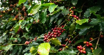 Mưa lớn ảnh hưởng vụ mùa Brazil, dự báo cà phê arabica cao cấp khan hàng