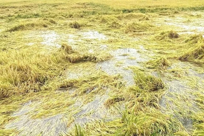 Mưa lớn kéo dài, giá lúa có nơi bán chỉ 5.000 đồng/kg Mưa lớn kéo dài, giá lúa có nơi bán chỉ 5.000 đồng/kg