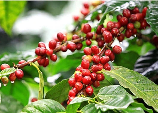 Mưa lớn kéo dài, giá lúa có nơi bán chỉ 5.000 đồng/kg Mưa lớn kéo dài, giá lúa có nơi bán chỉ 5.000 đồng/kg