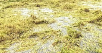 Mưa lớn kéo dài, giá lúa có nơi bán chỉ 5.000 đồng/kg