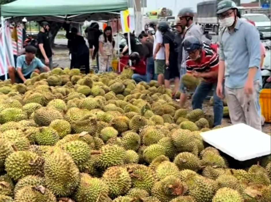 Mua sầu riêng non 'giải cứu' ven đường, người tiêu dùng lãnh đủ Mua sầu riêng non 'giải cứu' ven đường, người tiêu dùng lãnh đủ