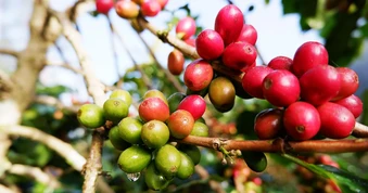 MXV-Index đánh mất gần 2%, lùi về vùng thấp nhất kể từ cuối tháng 2