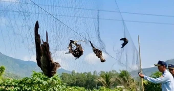 Ngành yến 600 triệu USD trước nguy cơ mất 'mỏ vàng' vì nạn săn bắt và hàng giả